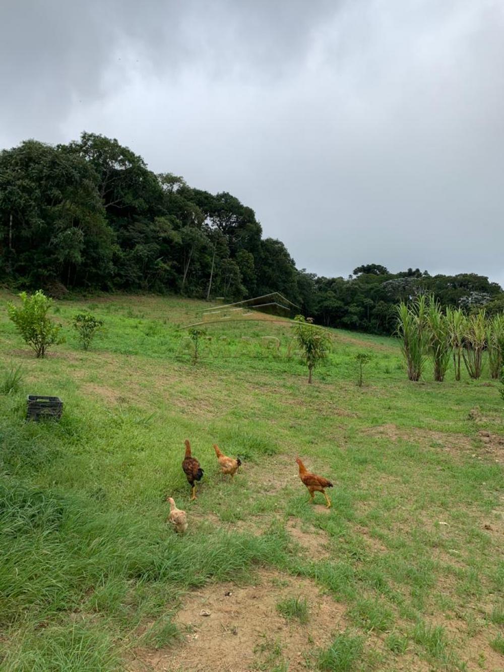 Comprar Rurais / Chácara em Suzano R$ 3.000.000,00 - Foto 3