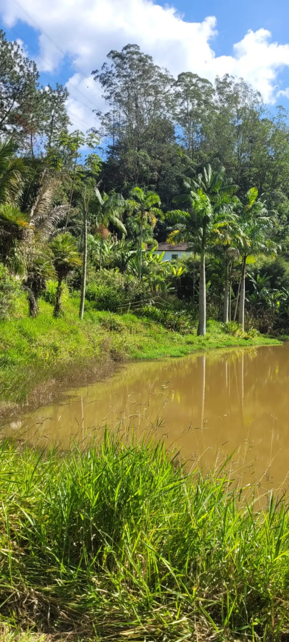 Comprar Rurais / Sítio em Suzano R$ 4.430.000,00 - Foto 5