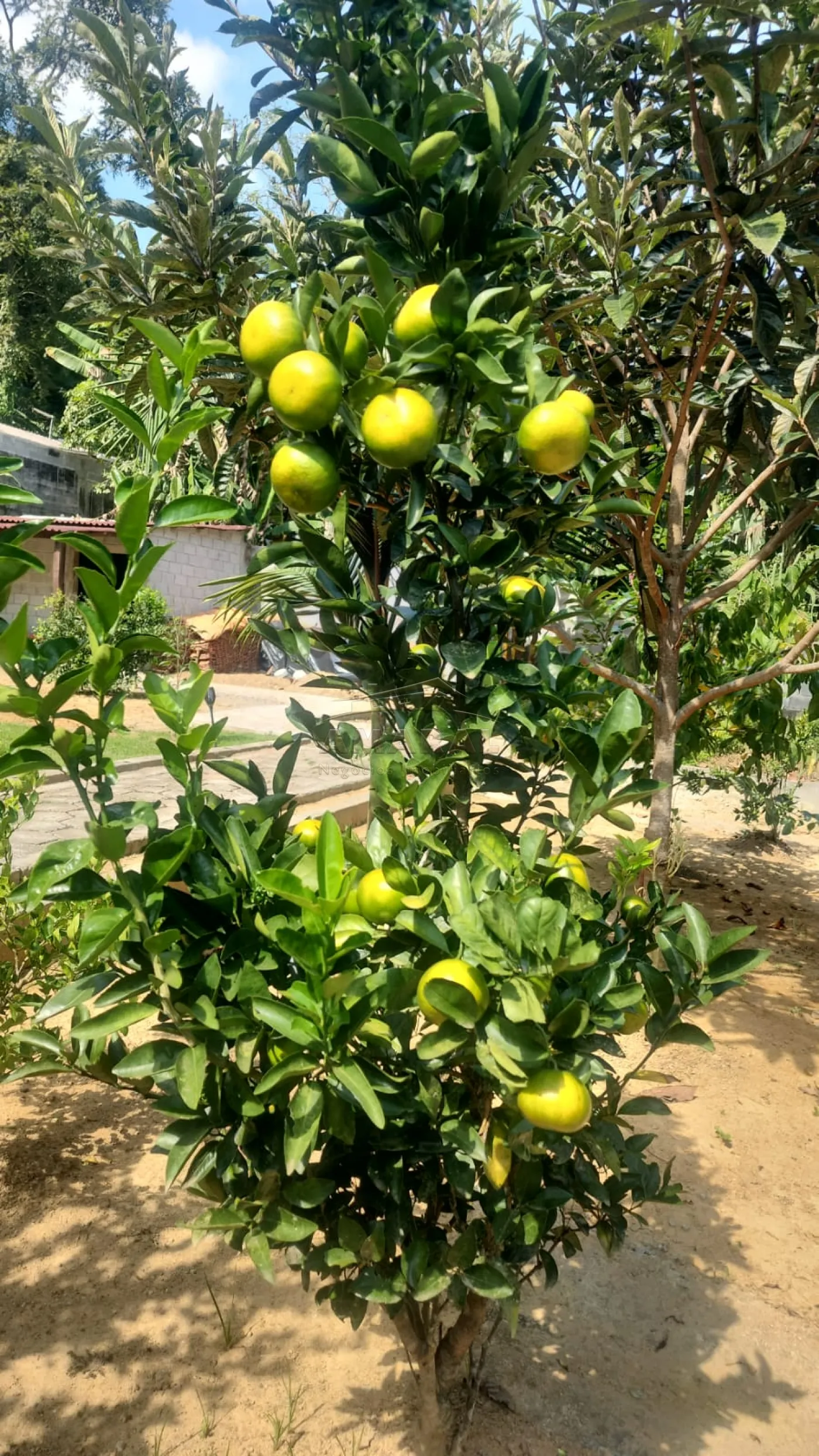 Comprar Rurais / Chácara em Suzano R$ 650.000,00 - Foto 6