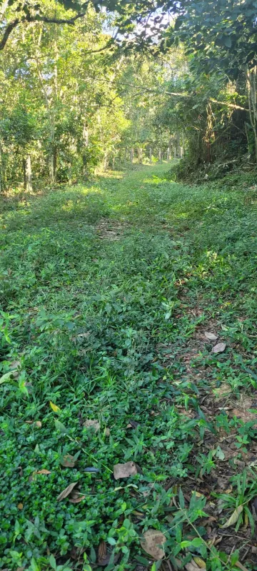 Comprar Rurais / Sítio em Suzano R$ 4.430.000,00 - Foto 7