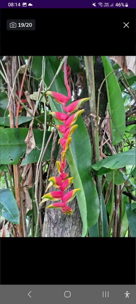 Comprar Rurais / Chácara em Suzano R$ 350.000,00 - Foto 16