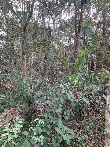 Comprar Casas / Chacara - área Urbana em Suzano R$ 800.000,00 - Foto 40