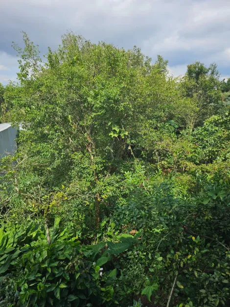 Comprar Casas / Térrea em Suzano R$ 850.000,00 - Foto 21