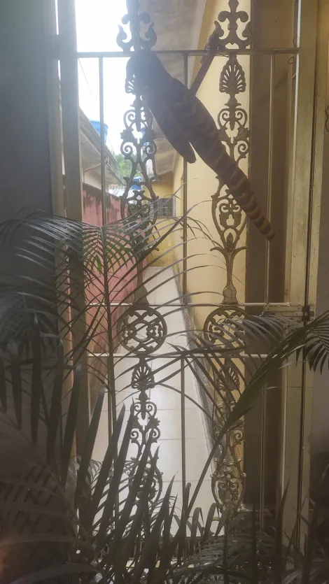 Comprar Casas / Térrea em Suzano R$ 690.000,00 - Foto 8